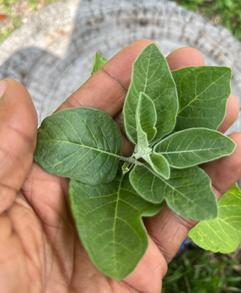 Plant Talk 2: Ashwagandha