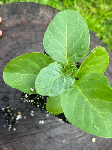 Ashwagandha (Withania somnifera)