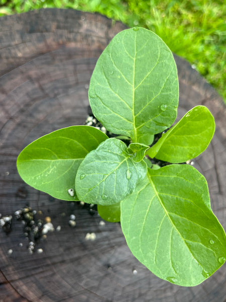 Ashwagandha (Withania somnifera)