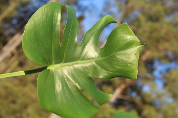Monstera Deliciosa
