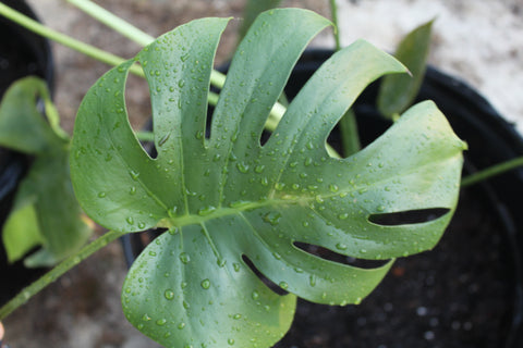 Monstera Deliciosa